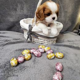 Cavalier King Charles Spaniel Puppies from London Fog Cavaliers
