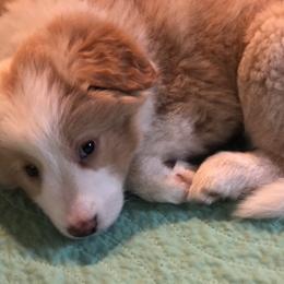 Border Collie Puppies from Cahill’s Canines