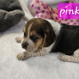 Pink girl - Black tan and white female Beagle puppy in Lore City, Ohio from Loves Kennel
