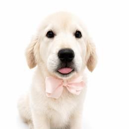 Pearl - Light golden female Golden Retriever puppy in Chicago, Illinois from Urbane Retrievers