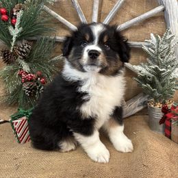 Black Tri Male - Black tri male Miniature American Shepherd puppy in Cowlitz County, Washington from Pleasant Woods Miniature American Shepherds