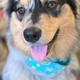 Australian Shepherds from Powell's Paws