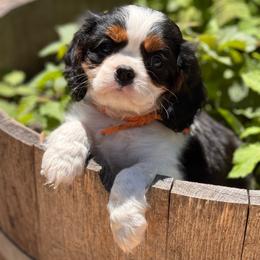 Sneezy - Tri-color male Cavalier King Charles Spaniel puppy in California from Tinkerpups