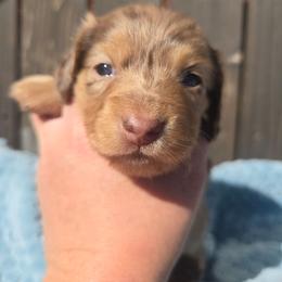 Sammy - Dapple female Dachshund puppy in Riverdale, Utah from Behive Doxies