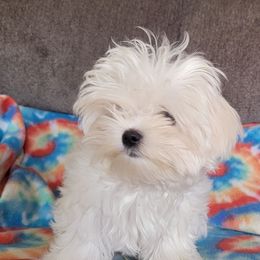 Boy 1 - Maltese puppy from Linda's Lovely Maltese