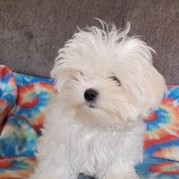Boy 1 - Maltese puppy from Linda's Lovely Maltese
