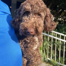 Sevyn - Goldendoodle