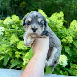 Salute - Merle male Bernedoodle puppy in Midland, Michigan from Northern Charm Farm
