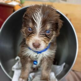 Dewey (Blue collar) - Red tri-color male Australian Shepherd puppy in Okeechobee, Florida from Rothsolid Puppies