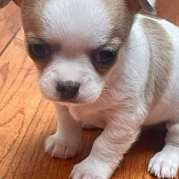 Chihuahuas from New York Sette's Chihuahuas