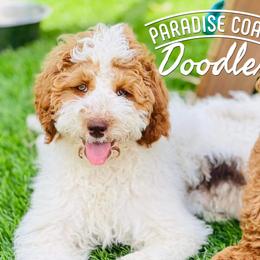 Goldendoodles from Paradise Coast Doodles