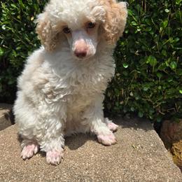 Bonbon - Red  female Poodle puppy in Nixa, Missouri from Family Poodles