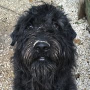 Bouvier des Flandres from Herdeaux Bouviers