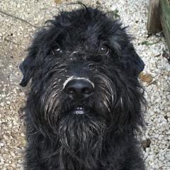 Bouvier des Flandres from Herdeaux Bouviers