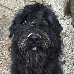 Bouvier des Flandres from Herdeaux Bouviers