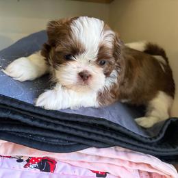 Akc Boy 1 - Liver and white male Shih Tzu puppy in Springfield, Missouri from Lopez Family Tails