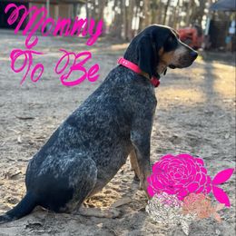 Shady - Bluetick Coonhound