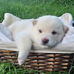 Tim - Cream male Shiba Inu puppy in Carpentersville, Illinois from Veronika's Shiba Inus