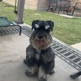 Milan - Miniature Schnauzer