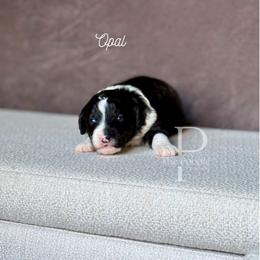 Opal - Black and white female Bernedoodle puppy in Tulsa, Oklahoma from The Poodle Co. Raising Doodles & Poodles