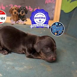 Oliver - Black and tan male Dachshund puppy in Livingston, Kentucky from Illyria Dox & GSD
