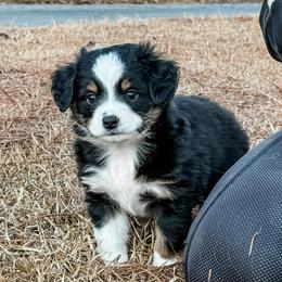 Neil - Black tri male Miniature Australian Shepherd puppy in Goldsboro, North Carolina from Maple Ridge Farm