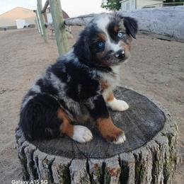 Miniature Australian Shepherd and Toy Australian Shepherd Puppies from Son Shine Farm