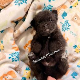 Boromir - Black male Pomeranian puppy in Boca Raton, Florida from Poms of The Shire