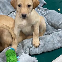 Yellow collar - Yellow female Labrador Retriever puppy in Gober, Texas from Trigger Time Kennels