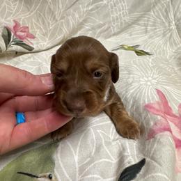 AKC female 2 - Chocolate female Dachshund puppy in Knoxville, Tennessee from Thea's Puppies