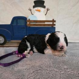 Nova - Black and white female Sheepadoodle puppy in Weatherford, Texas from Oodles of poodles and doodles