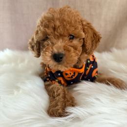 Boy 5 - Brown male Poodle puppy in Apex, North Carolina from Happy puppies