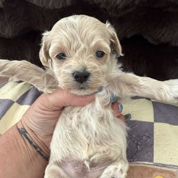 Reserved for Nikki - Apricot male Maltipoo puppy in Fredericktown, Missouri from Doodle Pups Fur-Ever