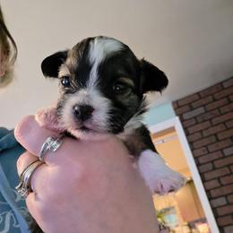 Poppi - female Yorkipoo puppy in West Enfield, Maine from GRIFFEY'S SPA AND KENNEL