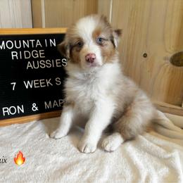 Phoenix - Red merle male Australian Shepherd puppy in Murrayville, Georgia from Mountain Ridge Aussies