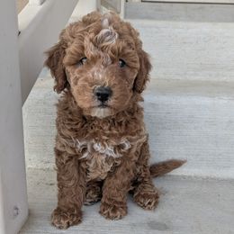 Betsy - female Whoodle puppy in Layton, Utah from Penny's Puppies