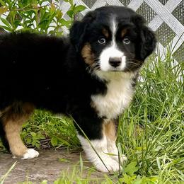 Miniature Australian Shepherd Puppies from Kizmit Farmz