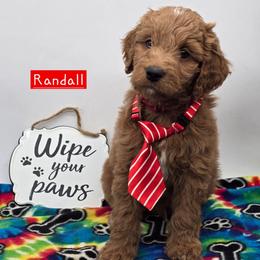 Randall - Red  male Goldendoodle puppy in Neillsville, Wisconsin from Granton Creek