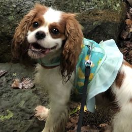 Libby - Cavalier King Charles Spaniel