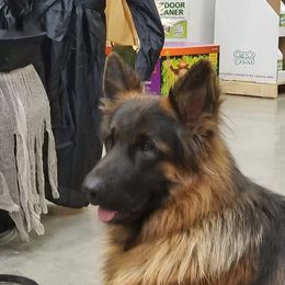 tobias - German Shepherd