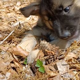 Shiloh Shepherd Puppies from Orchard Hills Shilohs