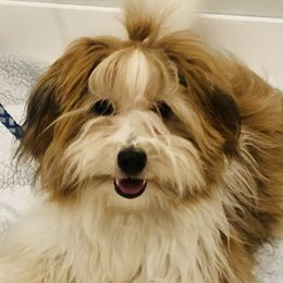 Donnie - Havanese