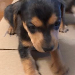 Dachshunds from Kaycee's Dachshunds