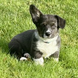 American Corgi Puppies from Patriot American Corgi