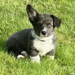 American Corgi Puppies from Patriot American Corgi