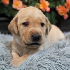 Girl 1 - Yellow Labrador Retriever puppy in Gilbert, South Carolina from Crout Kennels
