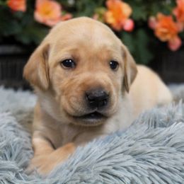 Girl 1 - Yellow Labrador Retriever puppy in Gilbert, South Carolina from Crout Kennels