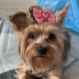  Chy - Yorkshire Terrier
