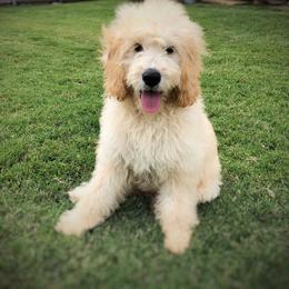 Goldendoodle Puppies from Idyllic Doodles