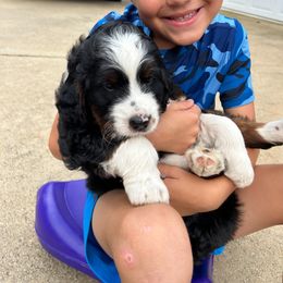 Bernedoodle Puppies from Palmetto Bernedoodles Boutique